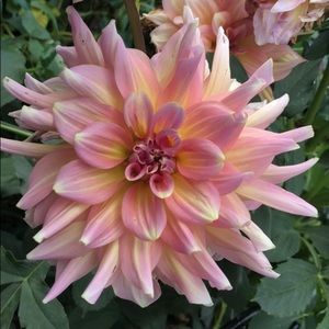 Meet your Posher, Abby